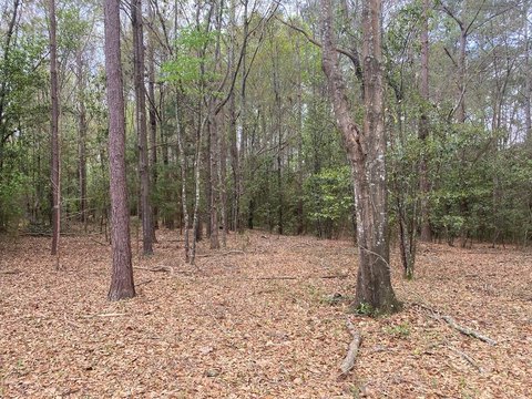 Nashville, GA Wooded Land Tract