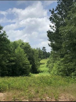 Wooded Recreational Land with Creeks