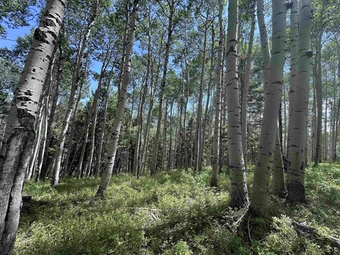 Mountain Lot with Aspen Trees