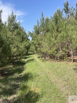 40 Acres Pine Plantation Land