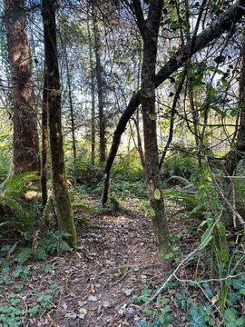 Oversized Lot in Crescent City
