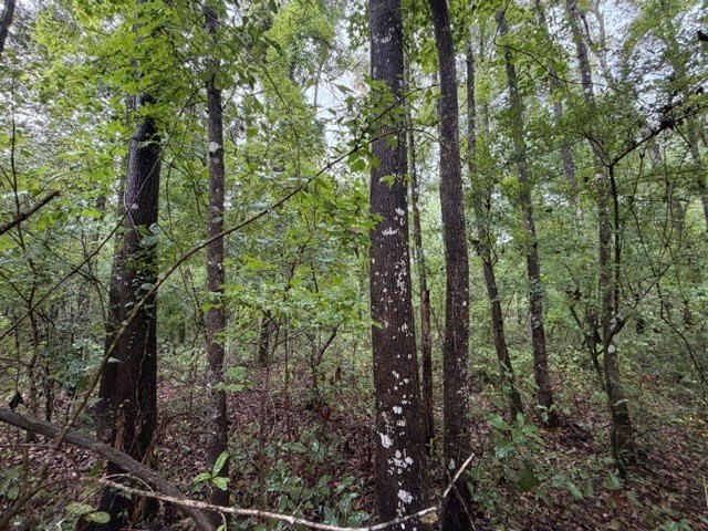 Picture 8