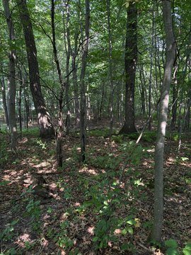Land, North Branch, MN