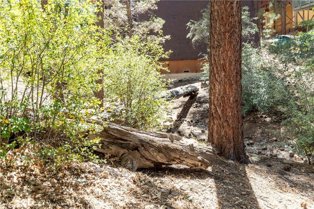 Treed Vacant Lot Opportunity