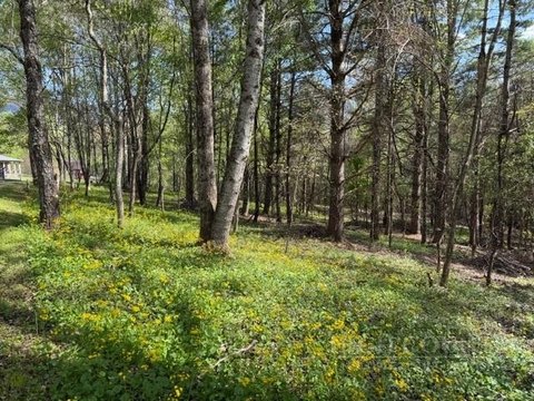Level Wooded Lot in Creston