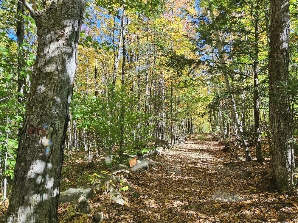 117 Acre Lot in Farmington