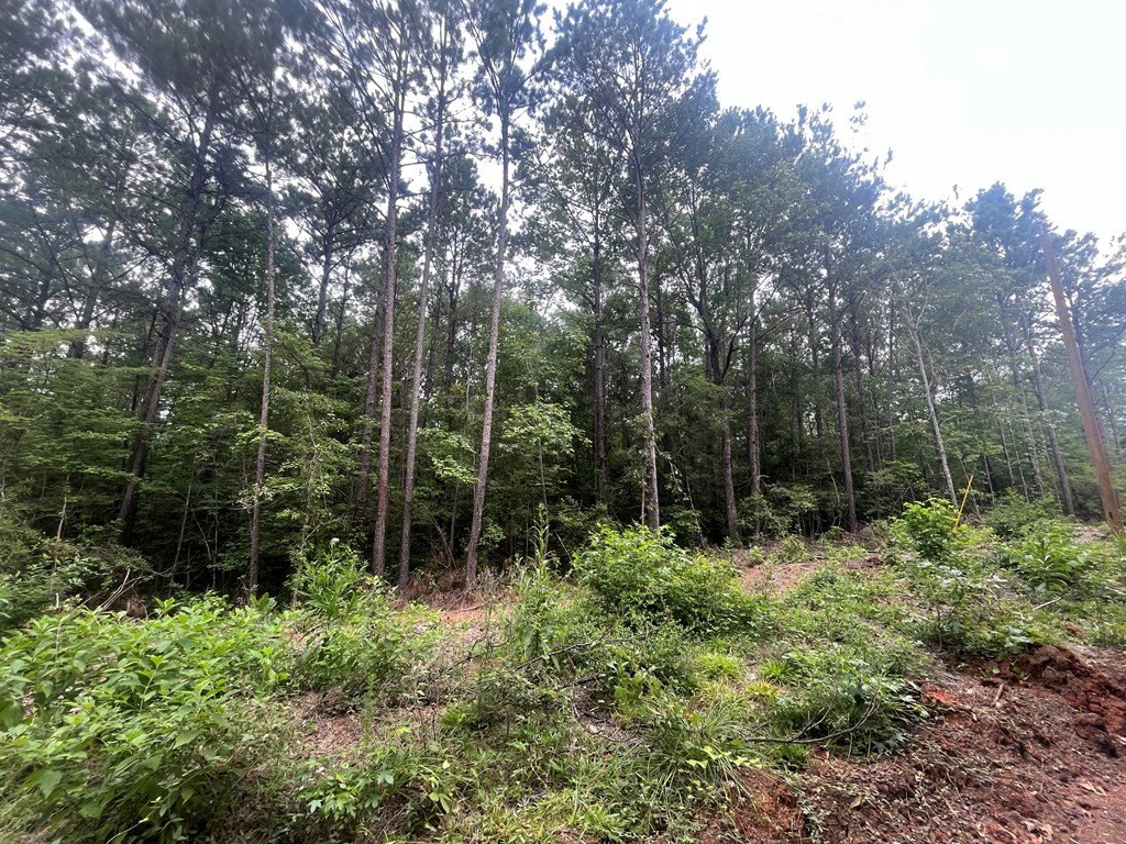 Picture 3