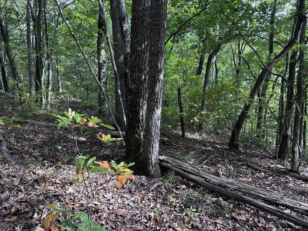 Picture 4