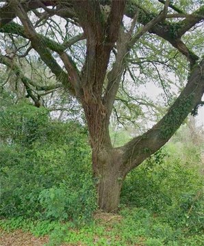 Land, Natchitoches, LA