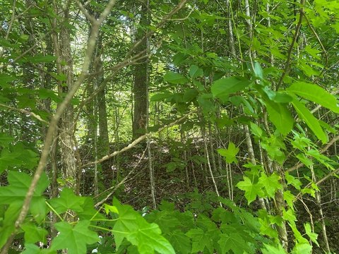 LAND - Jamestown, TN