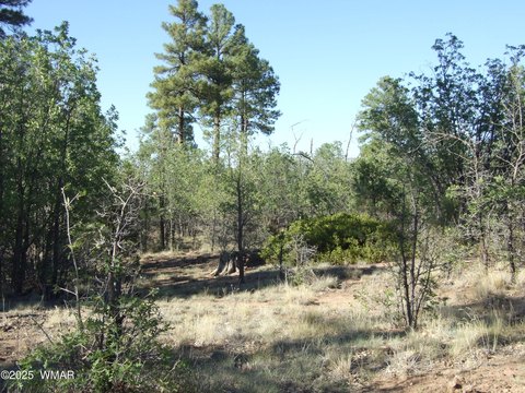 Pinedale Land with Mature Trees