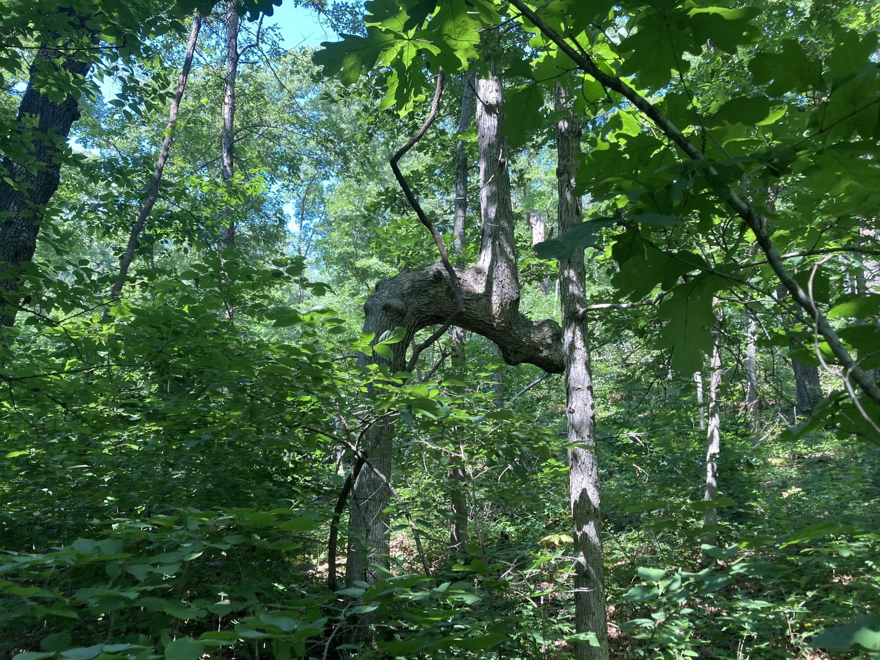 Stockton, MO Wooded Land