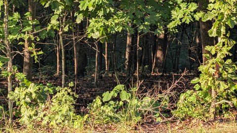 LAND - Cherokee Village, AR