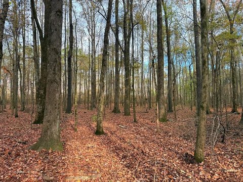 80 Acres Hunting and Timber