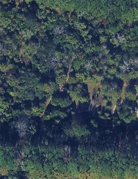 Wooded Land Parcel in Cochran