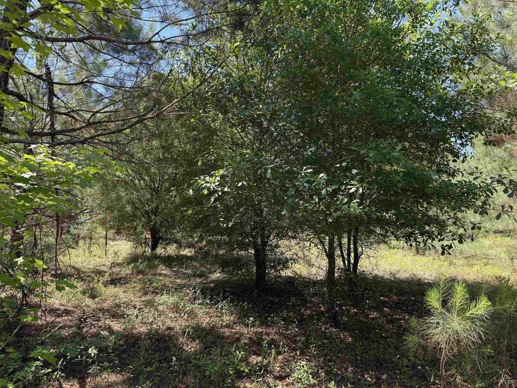 Picture 29