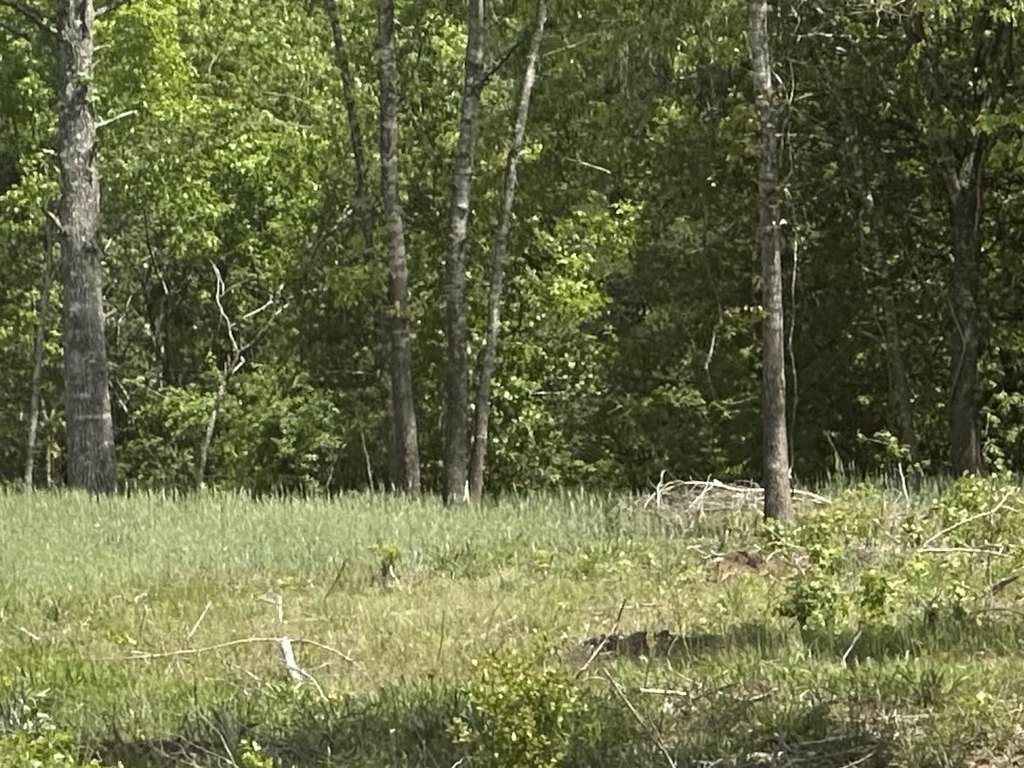 Picture 33