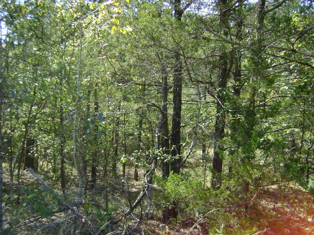Picture 9