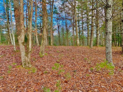 Morganton, GA Vacant Lot