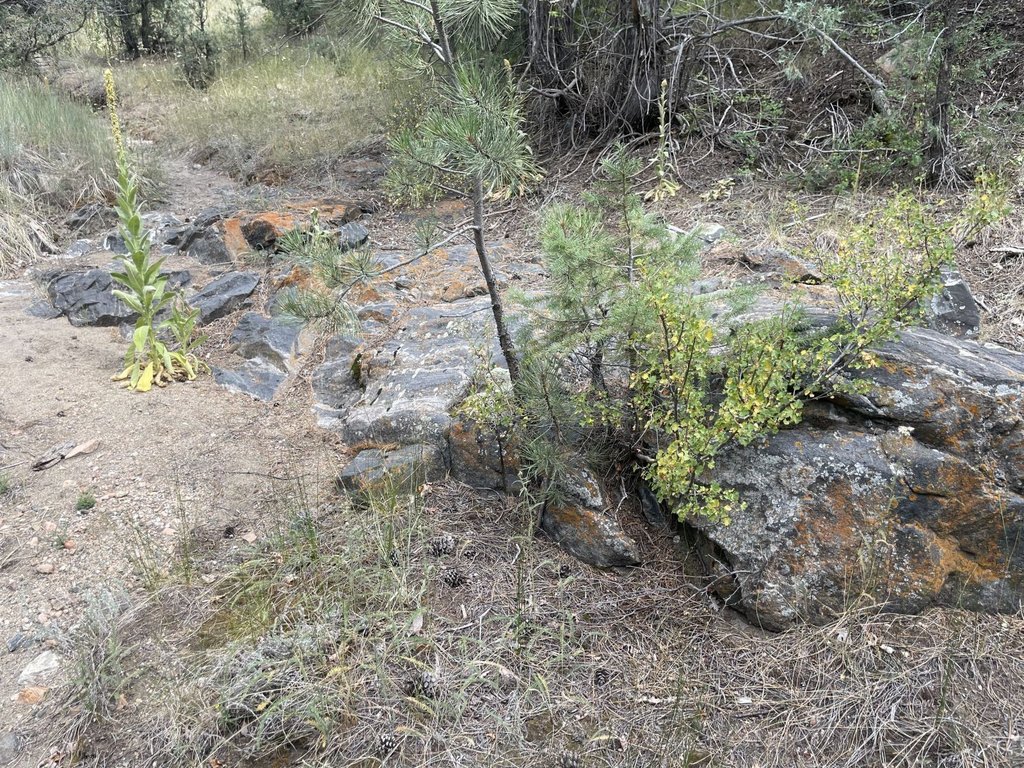Picture 11