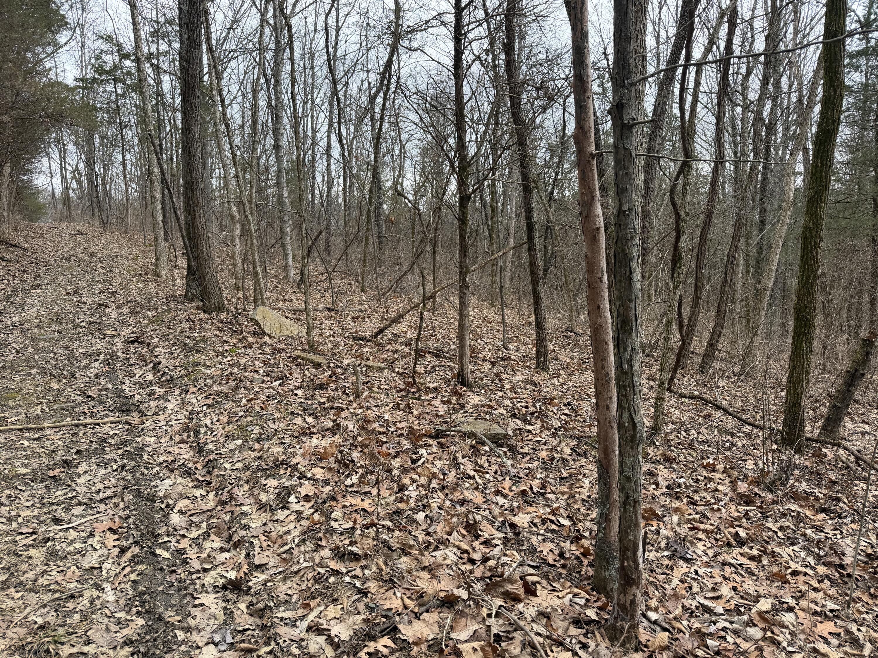 5 Acres of Forest in Frankfort