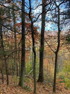 LAND - Butler, TN