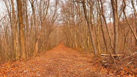 Wooded Hunting Tract with Cabin