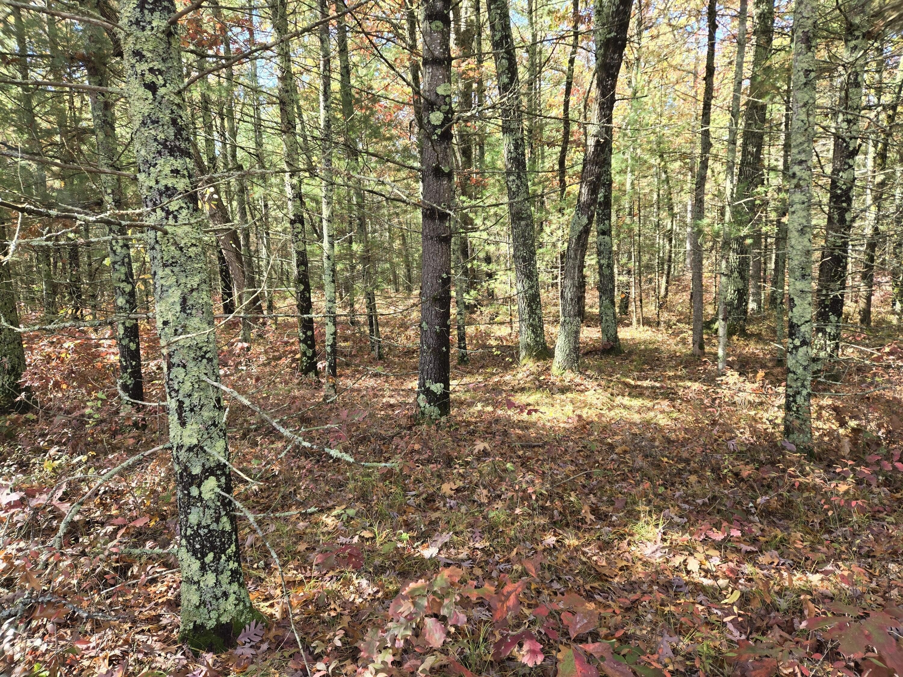 Secluded Wooded Land with Creek