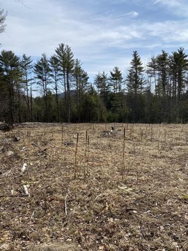 Land, Lewis, NY