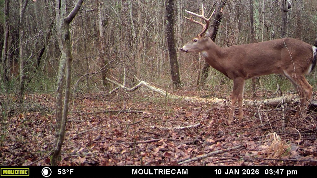 Picture 4