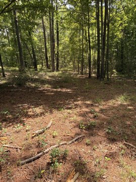 LAND - Santee, SC