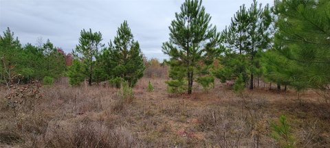 Timber Hunting Tract with Creek