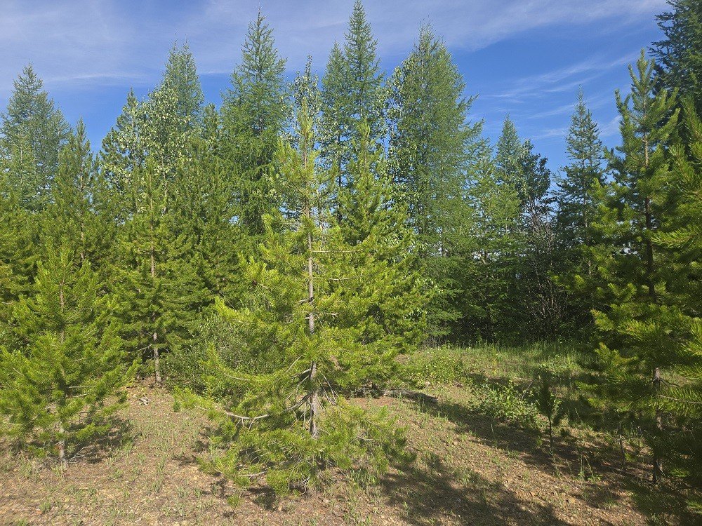 Picture 5