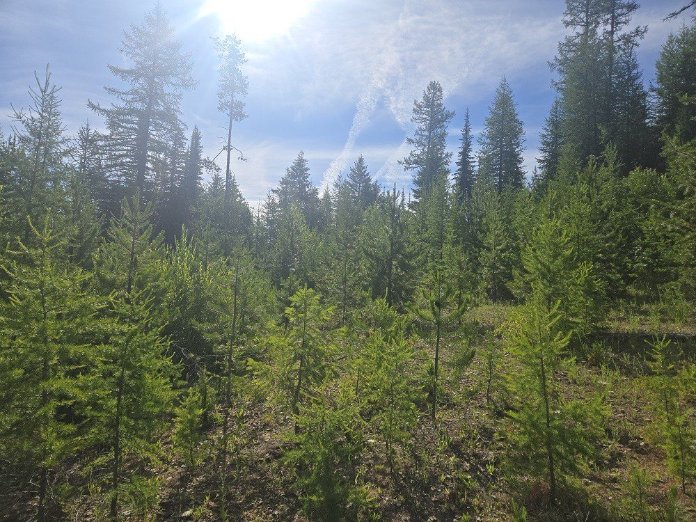 Picture 6