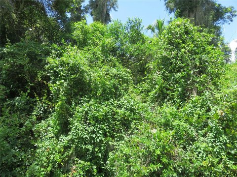 LAND - SUMMERFIELD, FL