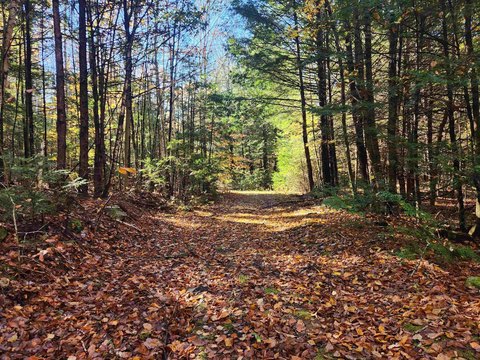 Tilton, NH Wooded Acreage