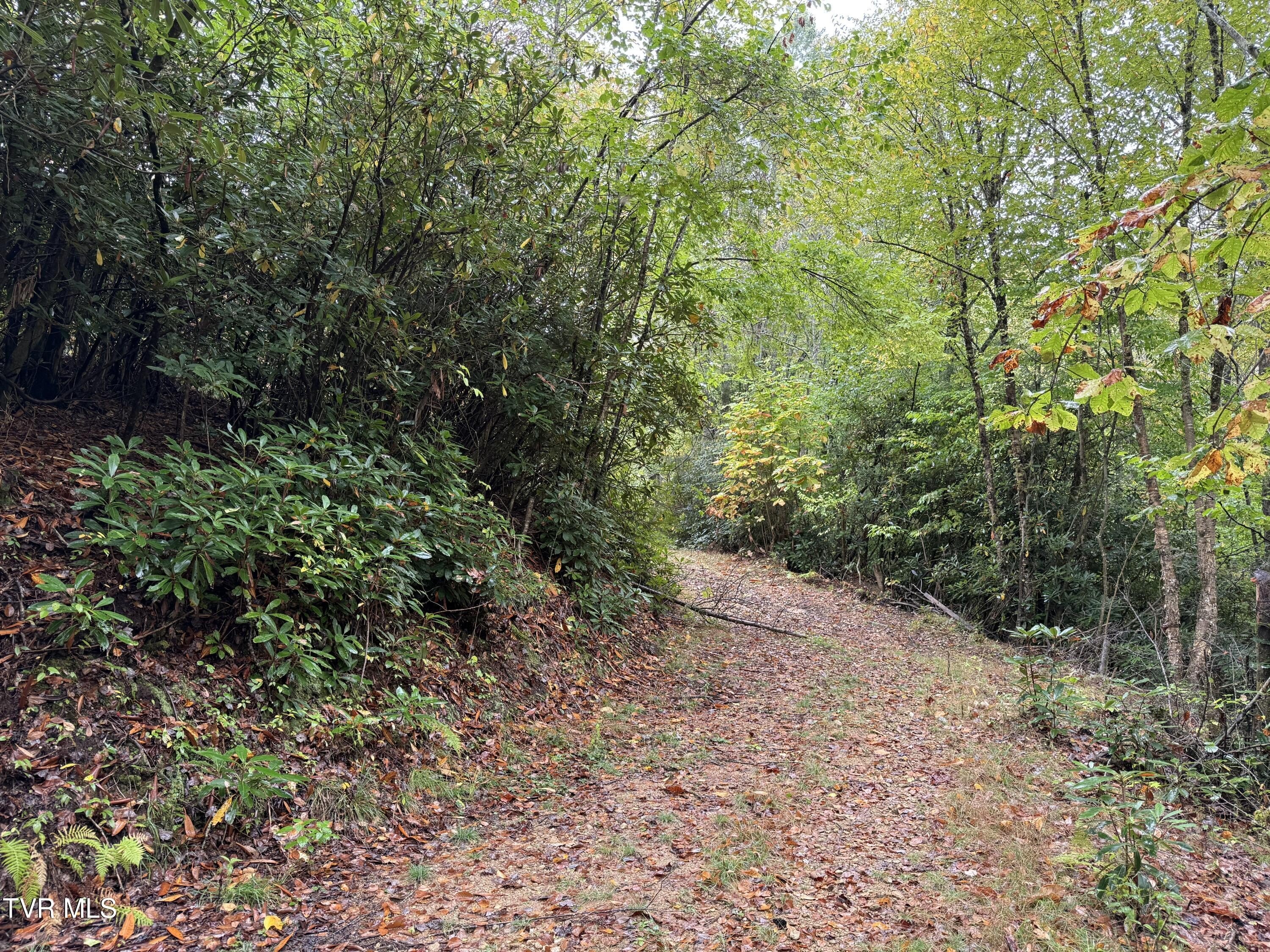 Roan Mountain Land For Sale