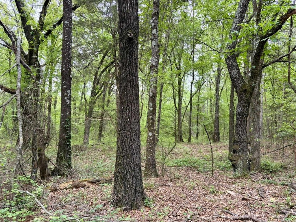 Picture 41