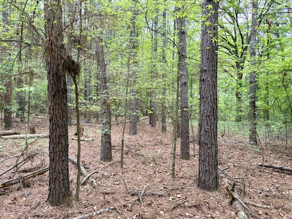 Picture 25
