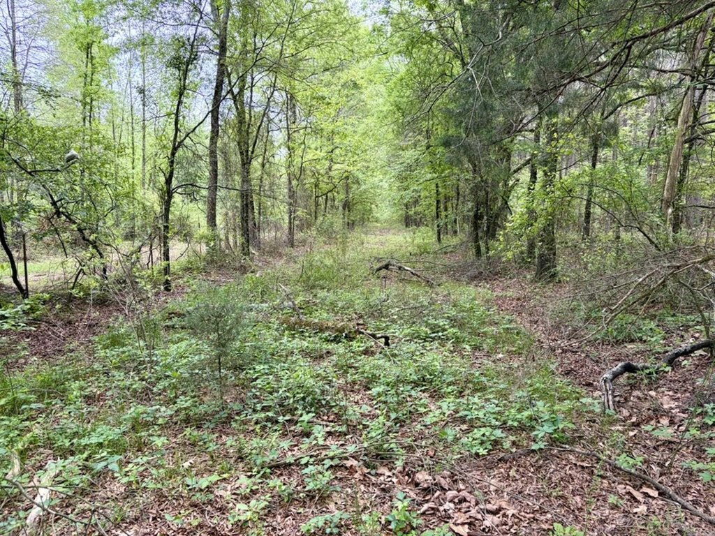 Picture 38