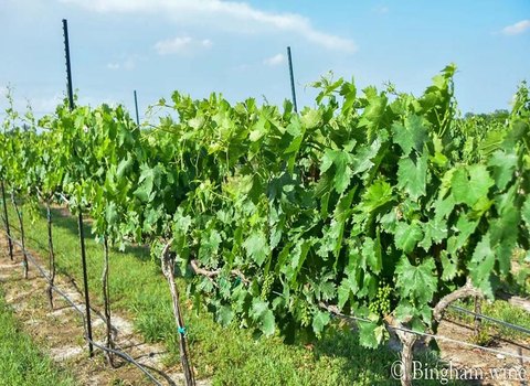 Hye, TX Vineyard and Winery