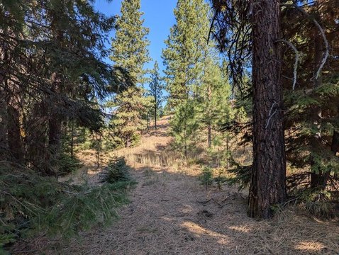 Wooded Recreation Land