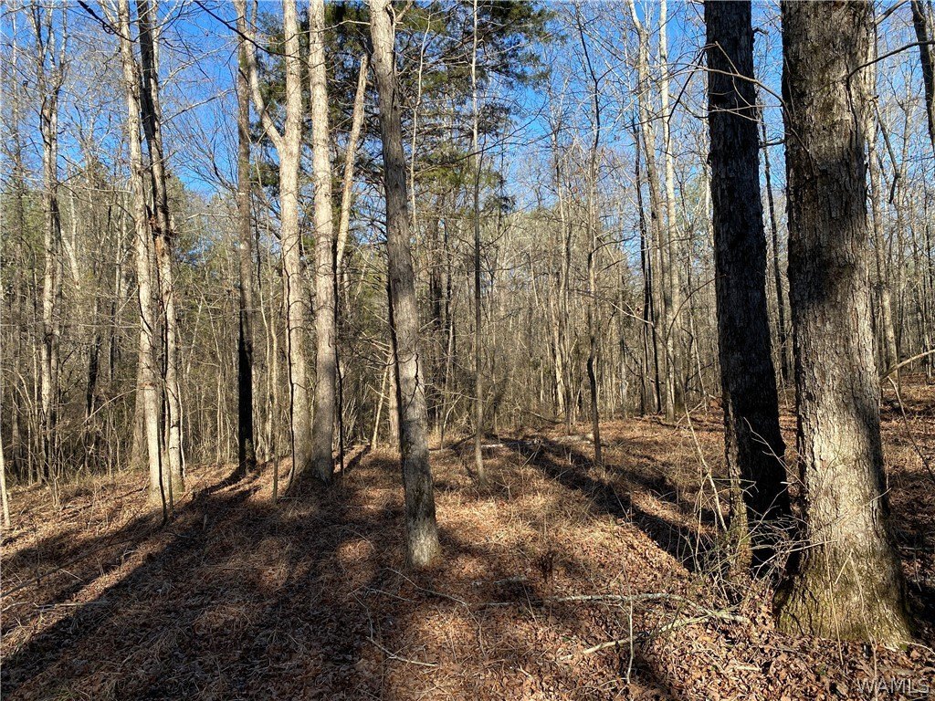 Picture 17