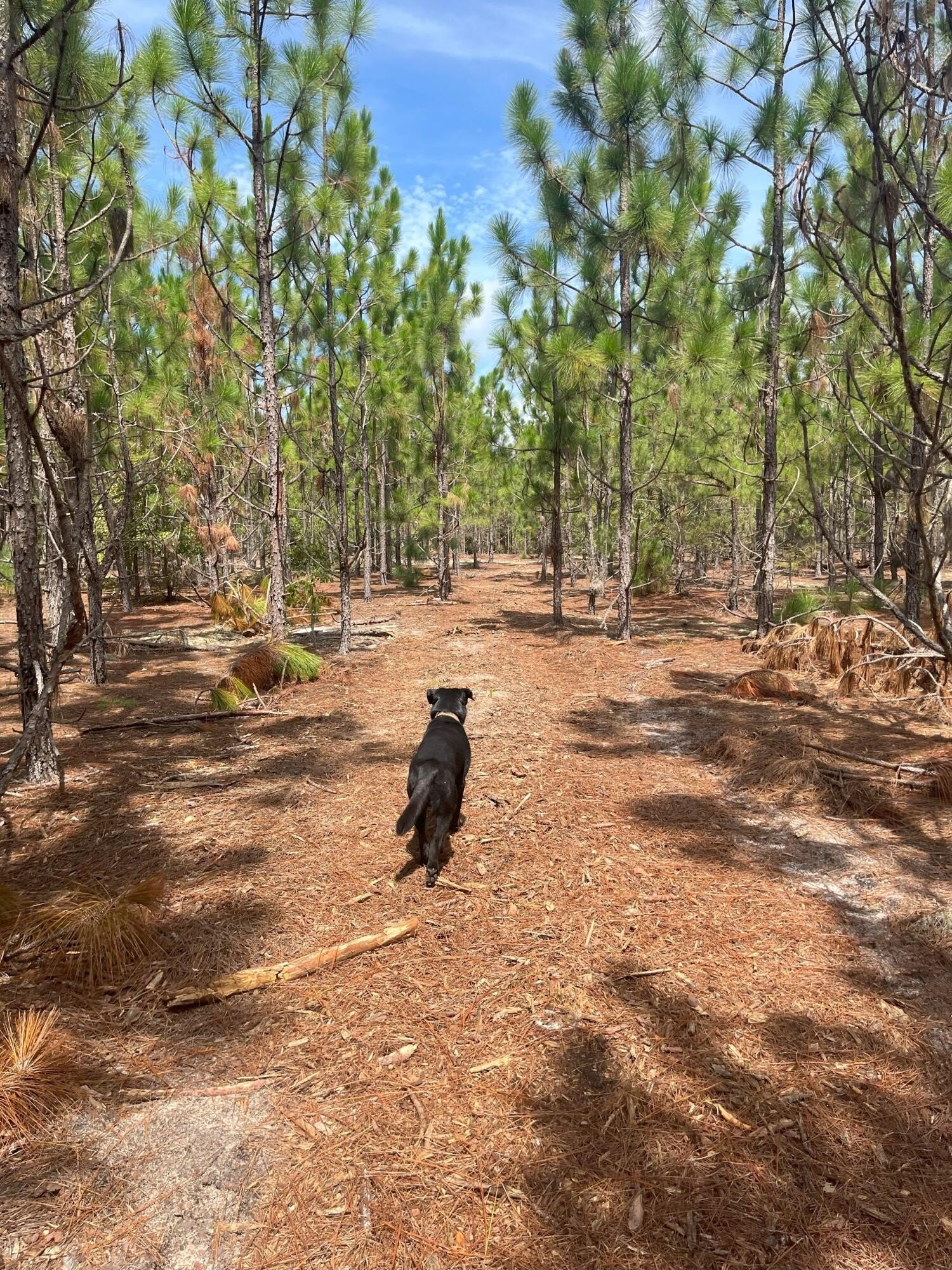 Kershaw County Land Opportunity