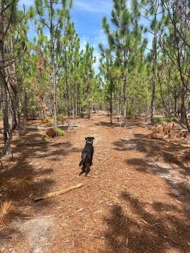 Kershaw County Land Opportunity