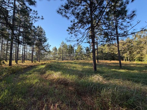 Land, Loxley, AL