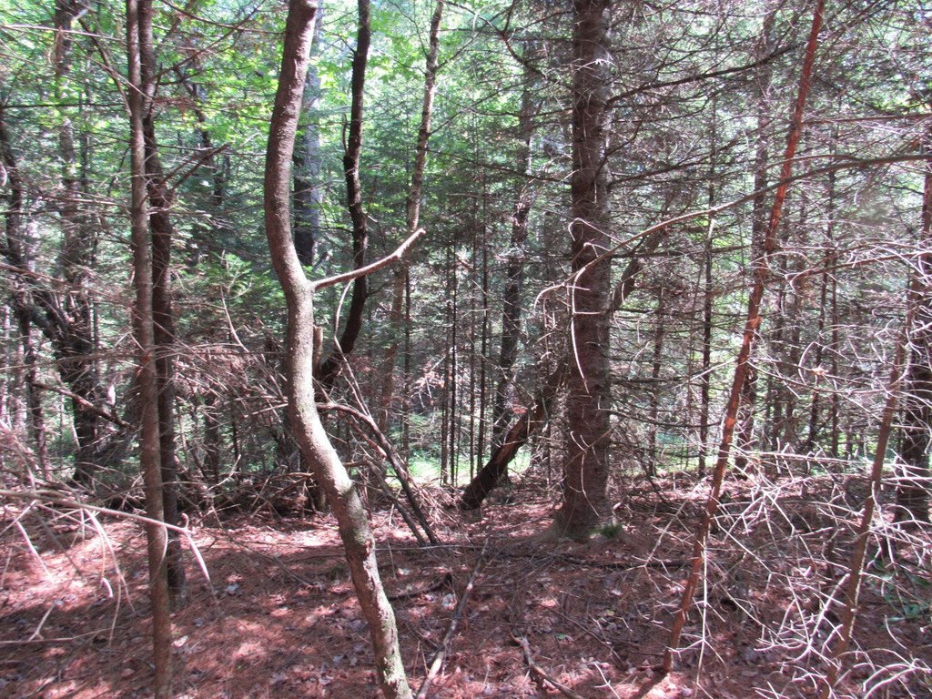 Picture 5