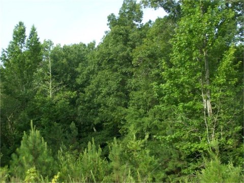 LAND - Crandall, GA