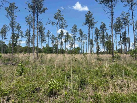 Land Near Golf Club