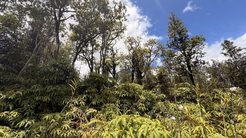 LAND - Volcano, HI